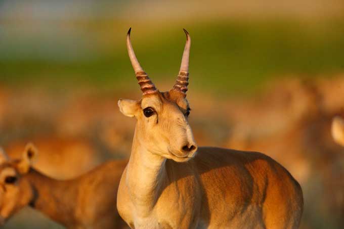 Die Saiga-Antilope - Foto: P. Romanov